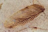 Fossil Fern (Sphenopteris, Lygdonium) Plate - Poland #111675-2